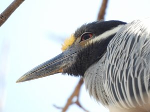 Night Heron Closeup