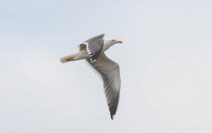 Lesser Black-backed Gull