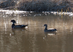 wood ducks