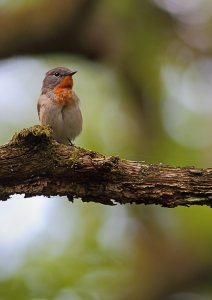 Red-breasted flycatcher