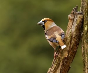 Hawfinch