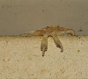 Mediterranian Gecko toes, Bryan.jpg