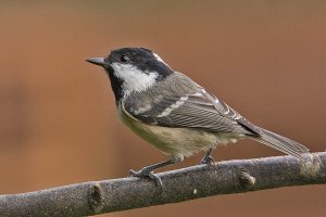 A Coal Tit