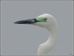Portrait of a breeding Great Egret