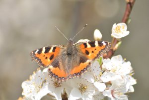 Small Tortoiseshell on Blackthorn