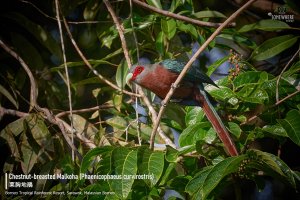 Chestnut-breasted Malkoha (Phaenicophaeus curvirostris) 栗胸地鵑