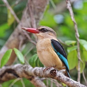 Brown-hooded Kingfisher