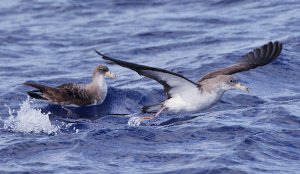 Cory 's shearwater