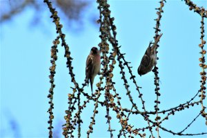 Lesser Redpolls