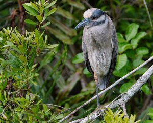 Yellow-crowned night heron