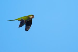 Monk parakeet fly-by