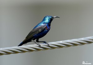 Purple Sunbird (Male)