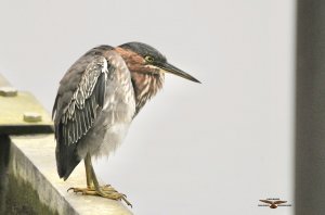 Green Heron 7177 2.jpeg