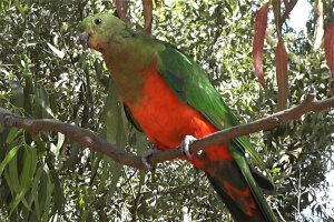 King Parrot 'scapularis' (imm f)