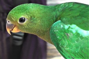 King Parrot 'scapularis' female