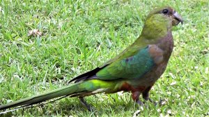 Red-capped Parrot juvenile