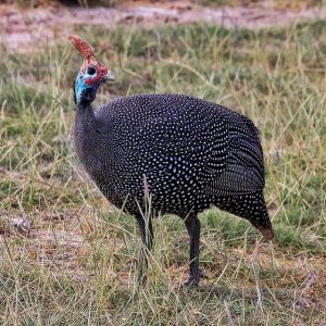 Helmeted Guineafowl