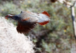 Barbary partridge