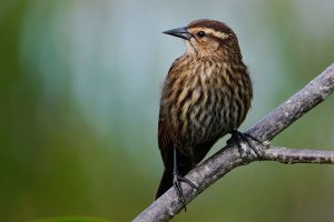 Red-winged blackbird female