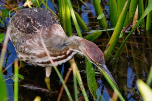 American bittern on the hunt