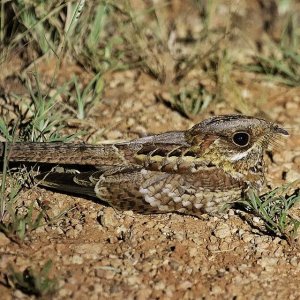 Donaldson-Smith's Nightjar