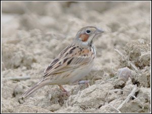 Chesrtnut-eared Bunting