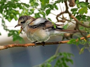 Masked shrike