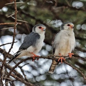 African pygmy falcons