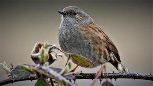 Dunnock