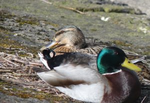 Mallards