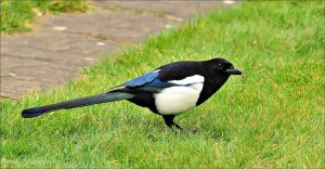 Magpie with Snack.