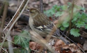 Chaffinch (F)