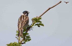 Reed Bunting 6780 (2).jpg