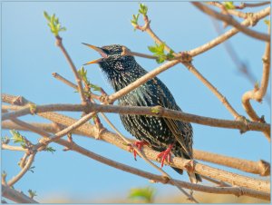 Starling, singing in the sunshine.