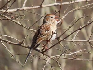 Field sparrow