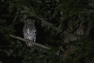 Western Screech-Owl