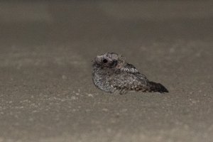 Common Poorwill