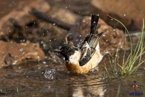 Common Stonechat - male bathing (Saxicola maurus).jpg