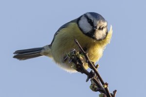 Blue Tit