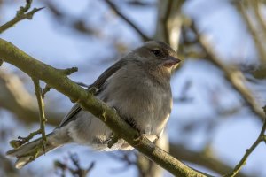 Chaffinch