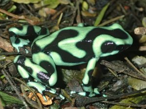 Black and Green Poison Dart Frog