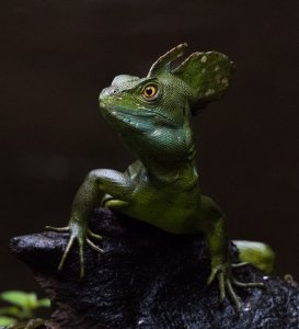 Emerald Basilisk Basiliscus plumifrons