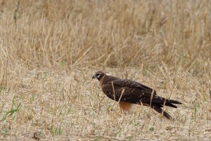 130- Circus pygargus Montagu's Harrier- 15 août 2019.jpg