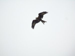 Curious red kite