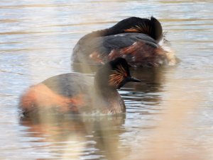 Black Necked Grebe 2.JPG