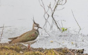 Northern Lapwing