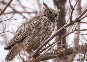 Great Horned Owl in the Neighborhood