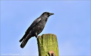 Carrion Crow