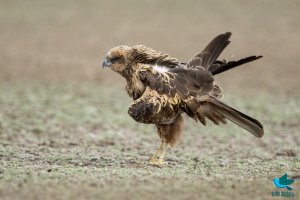 Eurasian Marsh Harrier (Circus aeruginosus)2.jpg