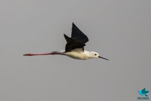 Black-winged Stilt in flight (Himantopus himantopus)